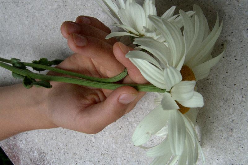 Foto: N�n� kv�tek v n�n�ch rukou-Pozor k�ehk�!