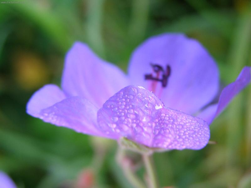 Foto: kyti�ka z louky