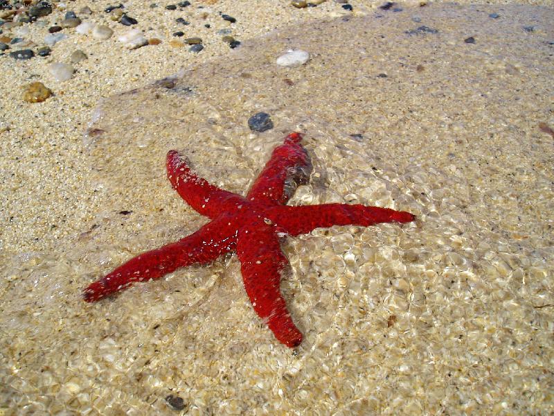 Foto: Hv�zdice-co mo�e vyvrhlo....