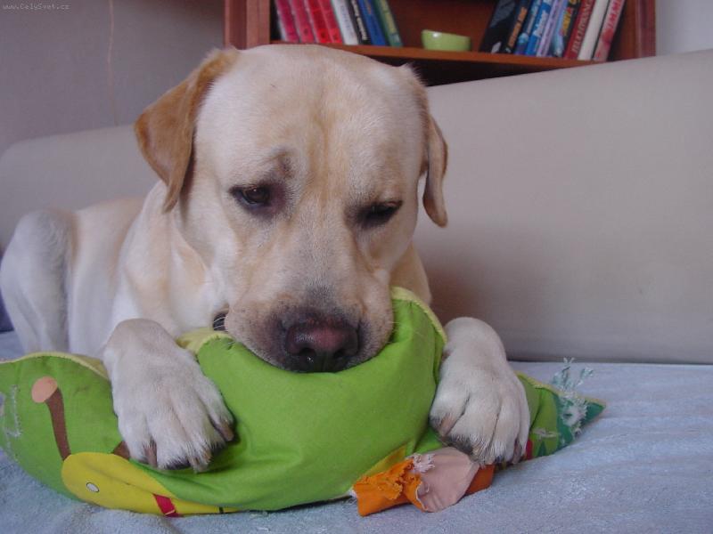 Foto: Dobrou noc!-Charlie se v�dy p�ed span�m zakousne do pol�t��e.