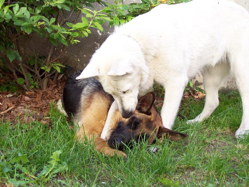 Foto: Vst�vej Kerry, u� je r�no! Jde se cvi�it!!!-Bella r�da cvi��, ale je�t� rad�i, kdy� s n� cvi�� jej� velk� k�mo�ka Kerry!