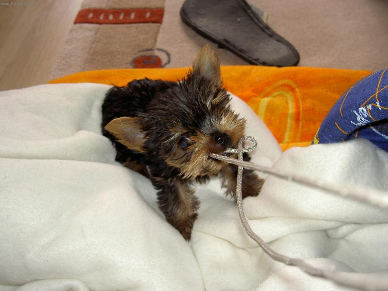 Foto: Ted��ek - na�e radost s velk�m "R"-Ted��ek z D���na