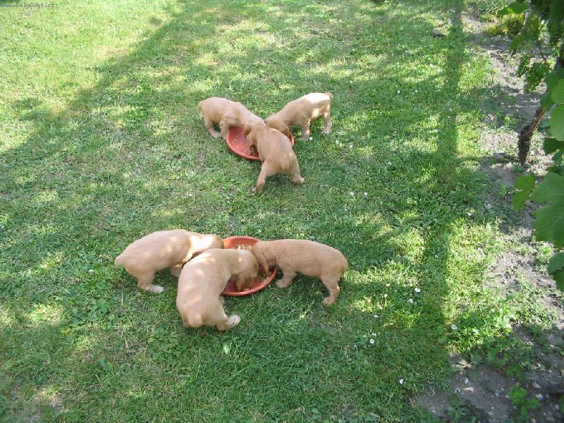 Foto: krmen� "div� zv��e"-na�e �t��ata u j�dla