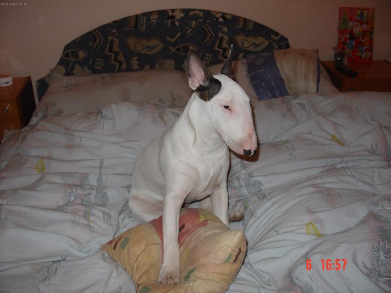 Foto: sp�nek- budu spinka, nebo si budu hr�t s pol�t��em