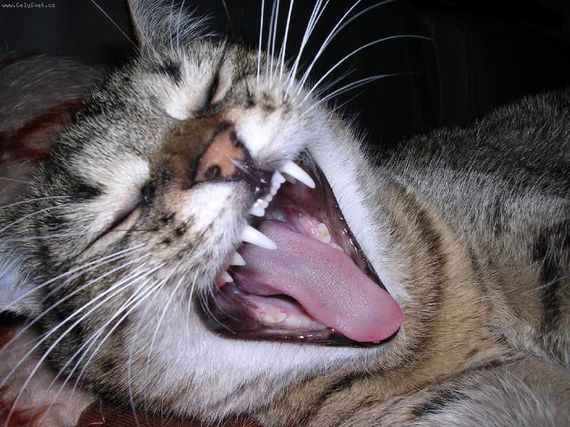 Foto: M�ou�ek-M�au to se mi chce ale sp�t