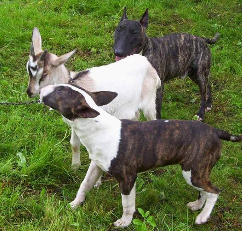 Foto: Bulik a jeho pritelkyne Koza Bozka-Pratelsky bulicek