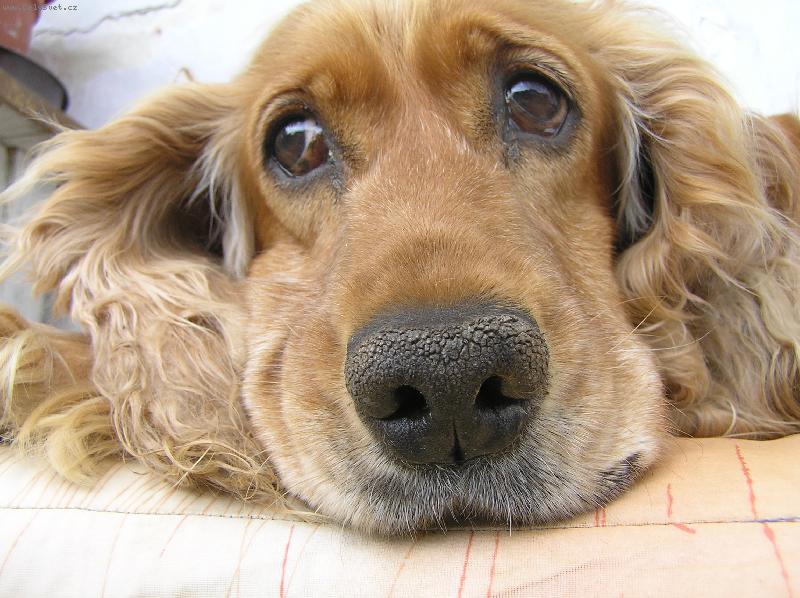 Foto: muj pes-neni to um�le ud�lan�