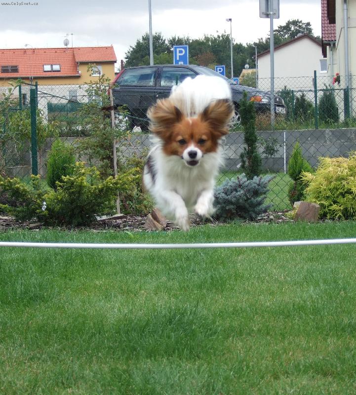 Foto: Hop a Skok-Bellink p�i tr�ninku agility u n�s na zahr�dce