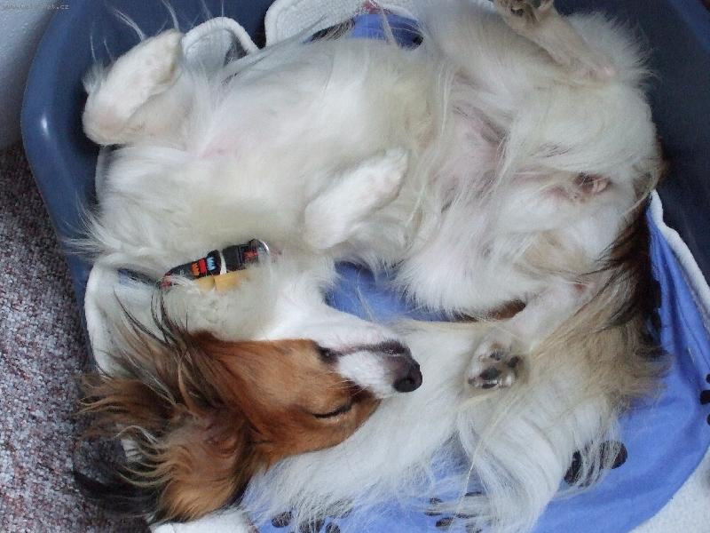 Foto: Pink�m, pink�m!-Bellu�ka miluje sp�nek a j� zase ji:-)