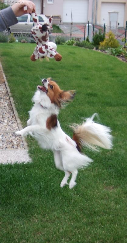 Foto: To jsem �ikovn�!-Kravi�ka je moje! Dej mi ji! nebo t� se�eru!!