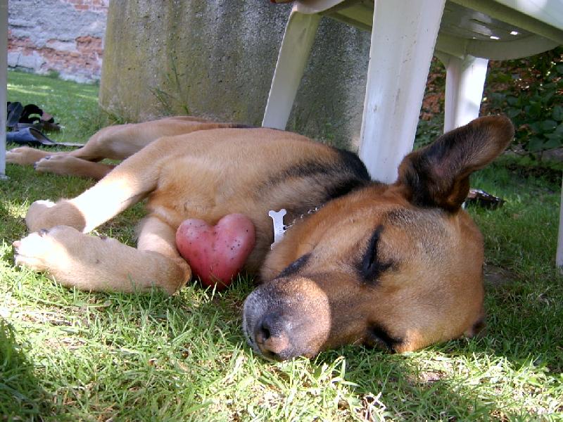 Foto: Ps� l�ska-Petty ukazuje jak moc n�s m� r�d