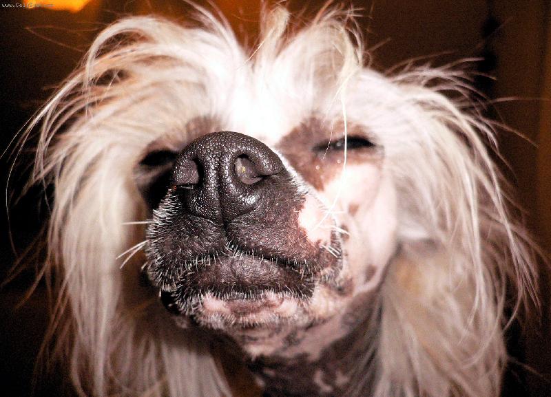 Foto: Skorop�tros :-)-Yoko