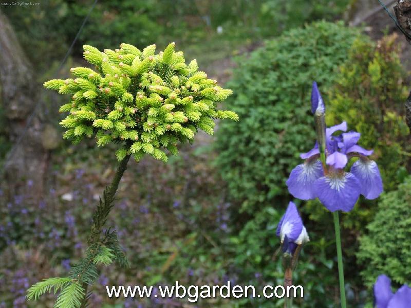 Foto: �arov�n�k smrku v�chodn�ho Picea orientalis "Tom thumb Gold"-P�tilety roubovanec �arov�n�ku
