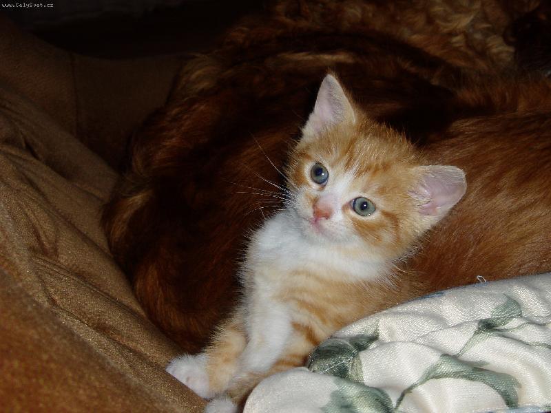 Foto: prvn� v�t�� obhl�dka