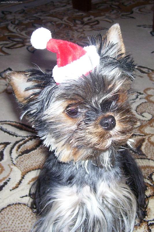Foto: http://www.kelly-nelly.estranky.cz/-Kellynka-santa