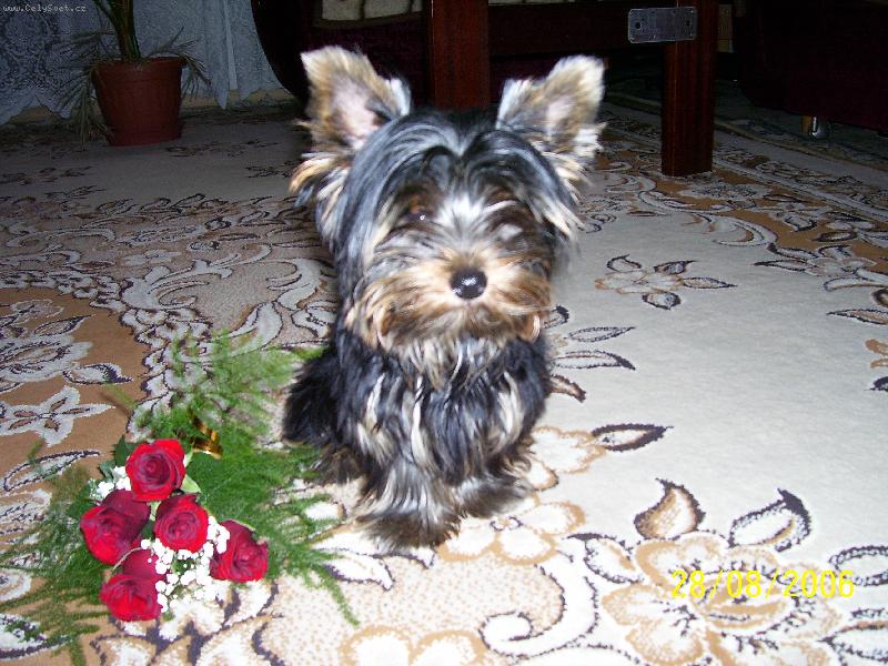 Foto: http://www.amalkajork.estranky.cz/-Am�lka-v�e nejlep�� p�eje:-)