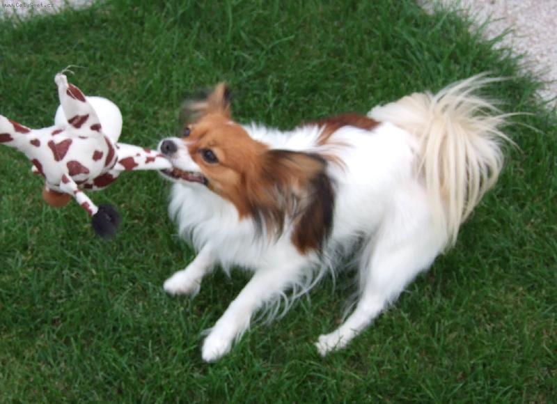 Foto: To je moj������!!!!!!-Bellinka a jej� hra�ka Kravi�ka ��d� na zahrad� samoz�ejm� se mnou(-: