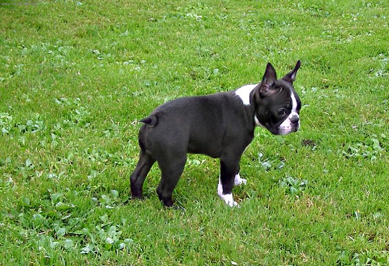 Foto: Roztomilost sama....-And�l s ��blem v t�le.....