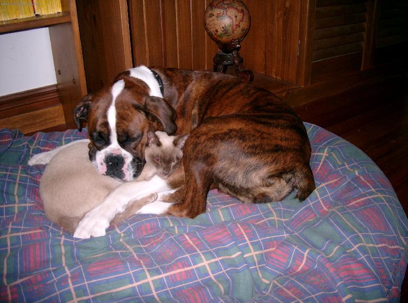 Foto: dobr� span�