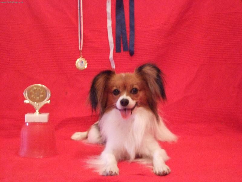 Foto: Bellinka a trofeje-Moje zlato se sv�m zlatem z v�stav