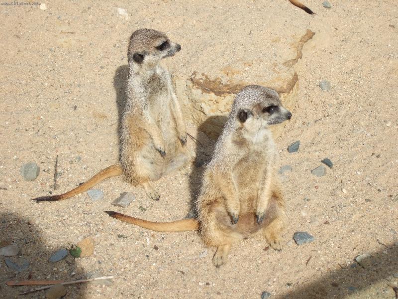 Foto: Odpo�inek-Odpo��vaj� a vyhl�� nebezpe��, douf�m �e si m� nev�imli(-: