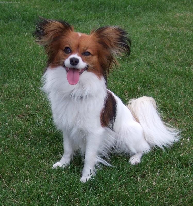 Foto: Anabell na zahrad�-Pozor! Umrk�m, V�s k smrti!