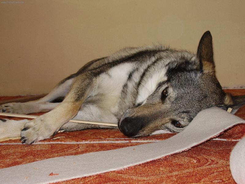 Foto: pokl�d�n� koberce