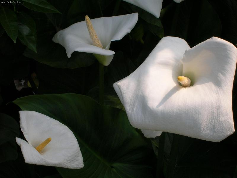 Foto: svatebn� kytka