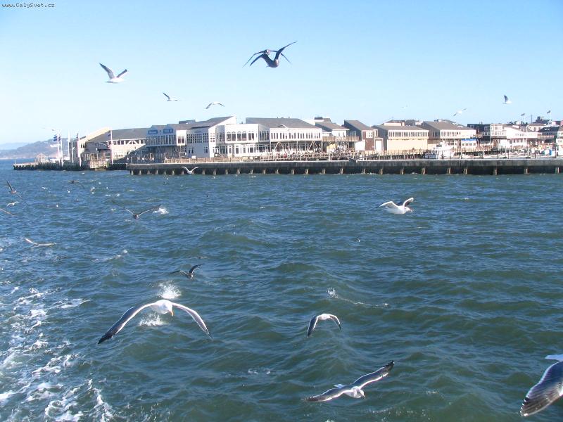 Foto: Hladov� racci-Fisherman's Wharf, San Francisco