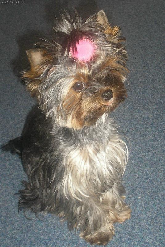 Foto: Kellynka-Jsem malink�,ale poslouch�m:-)