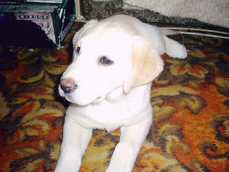 Foto: u� mi r��ov� �um��ek