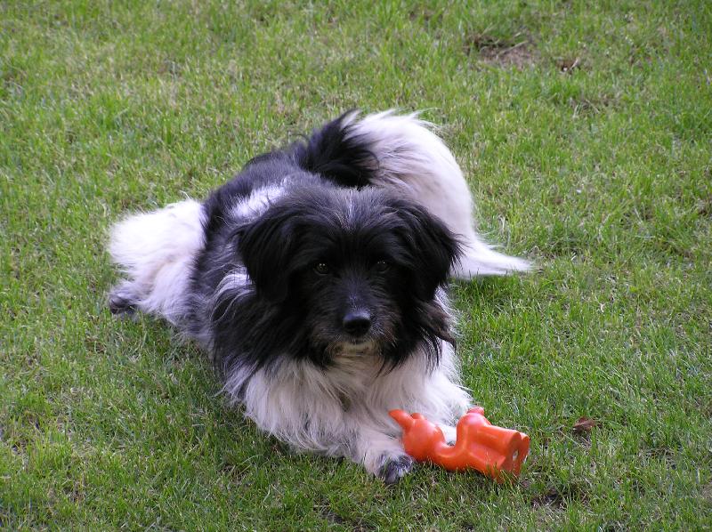 Foto: Rony�ek! M��ete sv�mu psu vykl�dat jakoukoli bl�znivinu a on na v�s v�dyck� vrhne pohled prav�c�: M�-Z�sadn� rozd�l mezi �lov�kem a psem spo��v� v tom, �e pes nikdy nekousne ruku, kter� ho krm� !