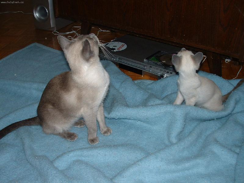 Foto: M�me nov� dom�c� kino!!!-D�vaj� rodinn� film..