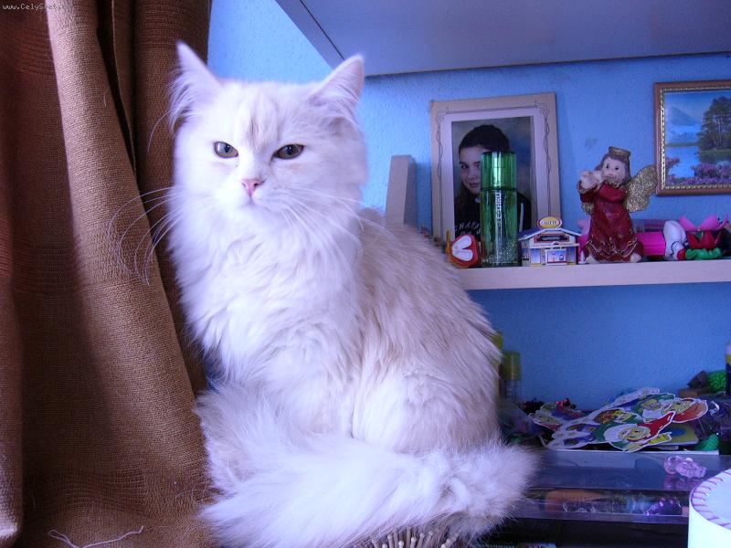 Foto: N� mil��ek-sed�c� ko�ka