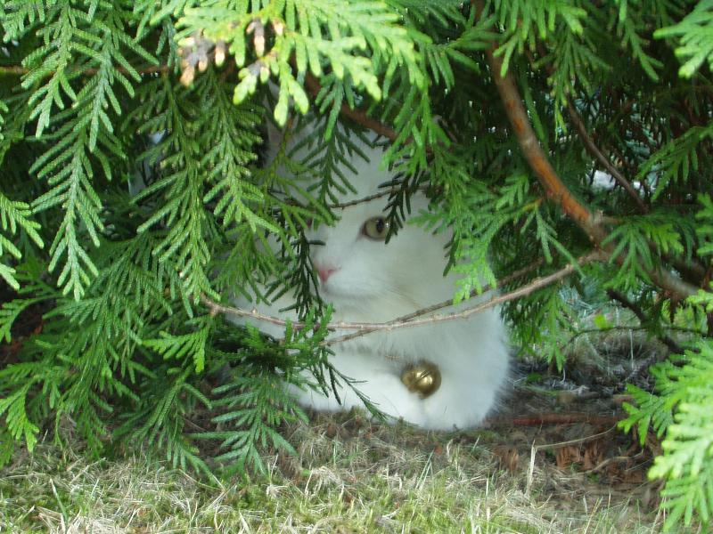 Foto: Ad�me�ek-hrejeme si na schov�vanou ;)