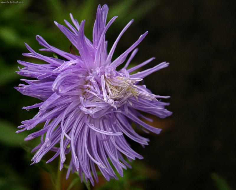 Foto: neu�esan�-z na�� zahr�dky