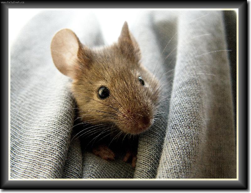 Foto: �mudlinka-vejde se v�ude:) I do kapsy...