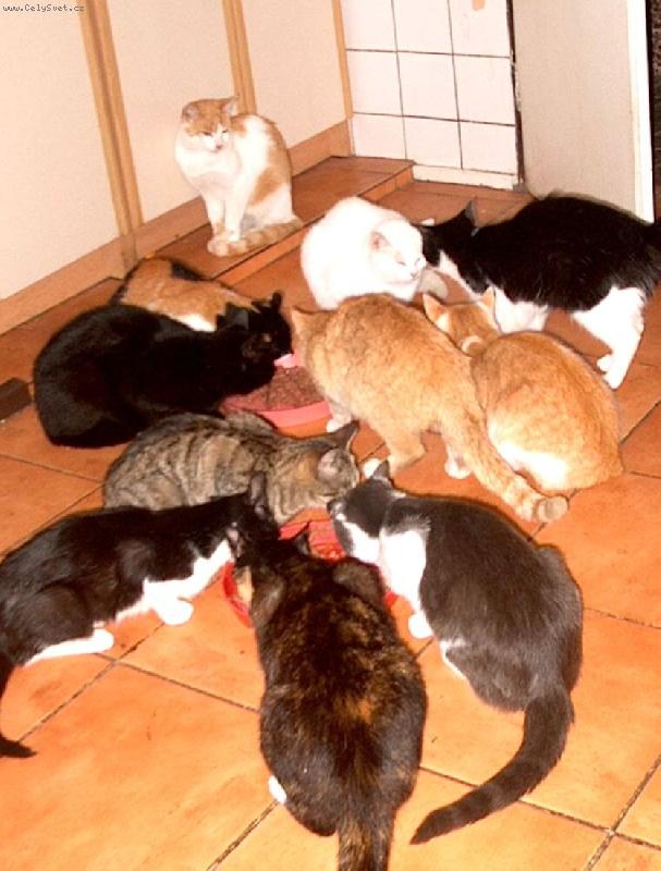 Foto: Krmen� drav� zv��e...-jo hlad,to je ne�t�st�...