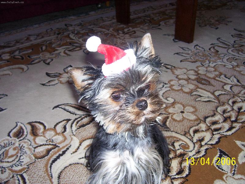 Foto: Kelly-santa-http://www.kellynka.estranky.cz/