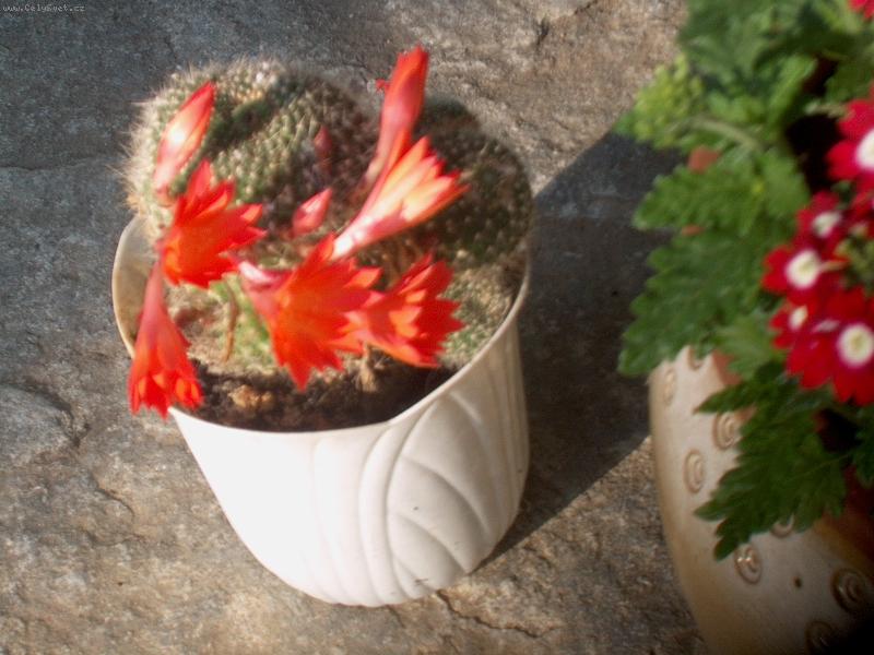 Foto: Kaktus-jojo.kdy� m� p��i :-)
