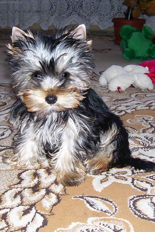 Foto: http://www.kelly-nelly.estranky.cz/-Nellynka