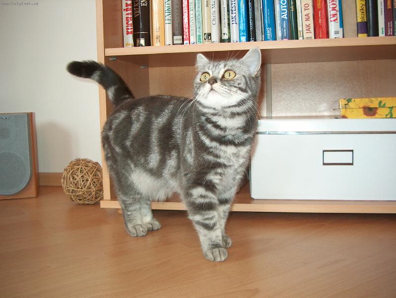 Foto: Dahlia de Daoud