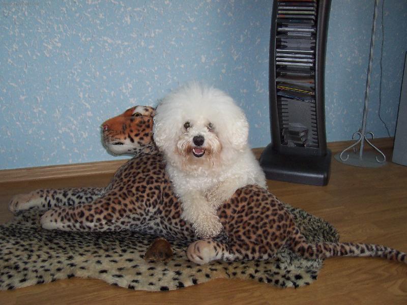 Foto: www.amynka.bisonek.cz-Kdo tady tvrdil, �e bi�onek nep�epere geparda????