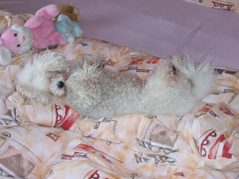 Foto: Bi�onek Amynka-Neru�it!!! Spink�m!!!