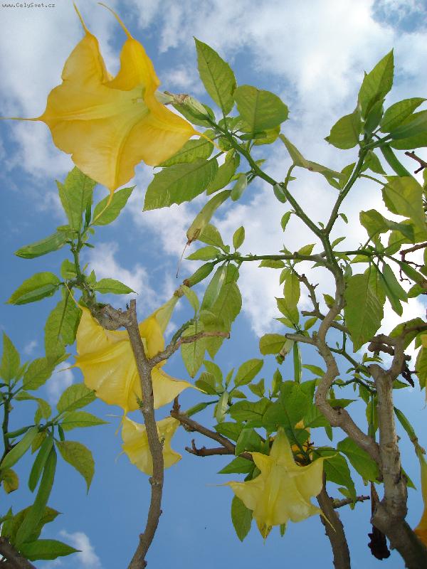 Foto: Nebesk� trumpety