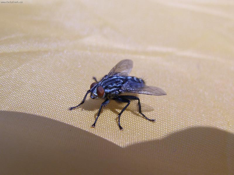 Foto: moucha