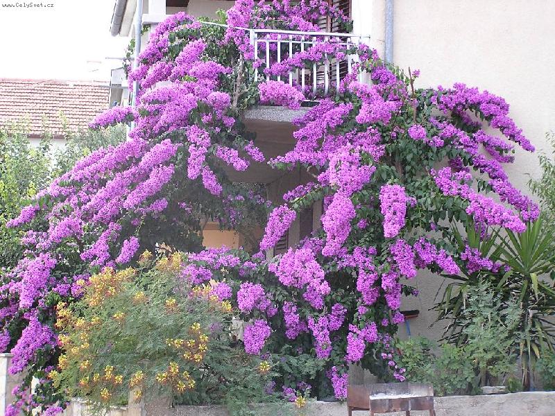 Foto: N�dhern� pop�nav� kv�tina