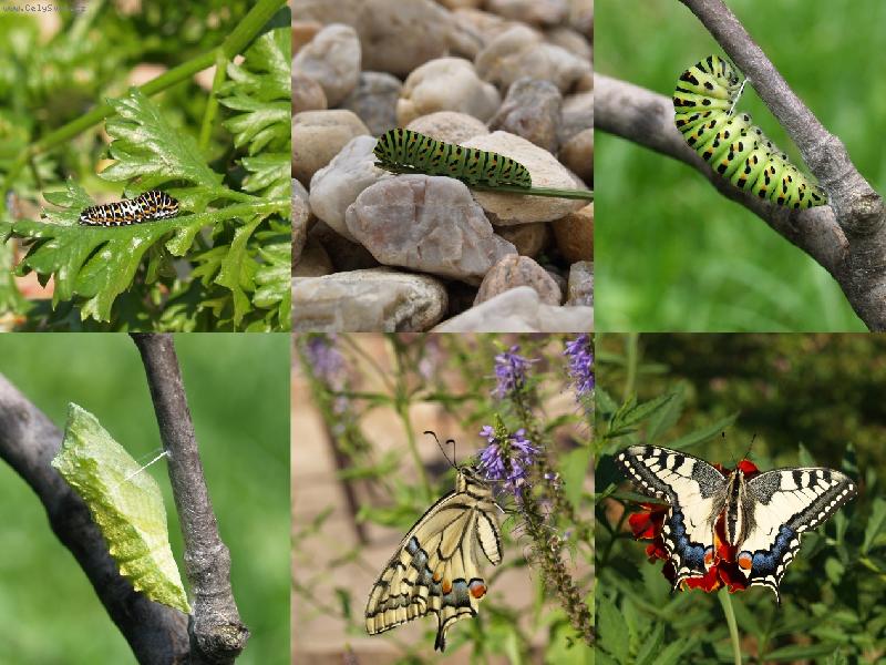 Foto: otak�rek fenyklov�-od housenky po klenot na�� p��rody