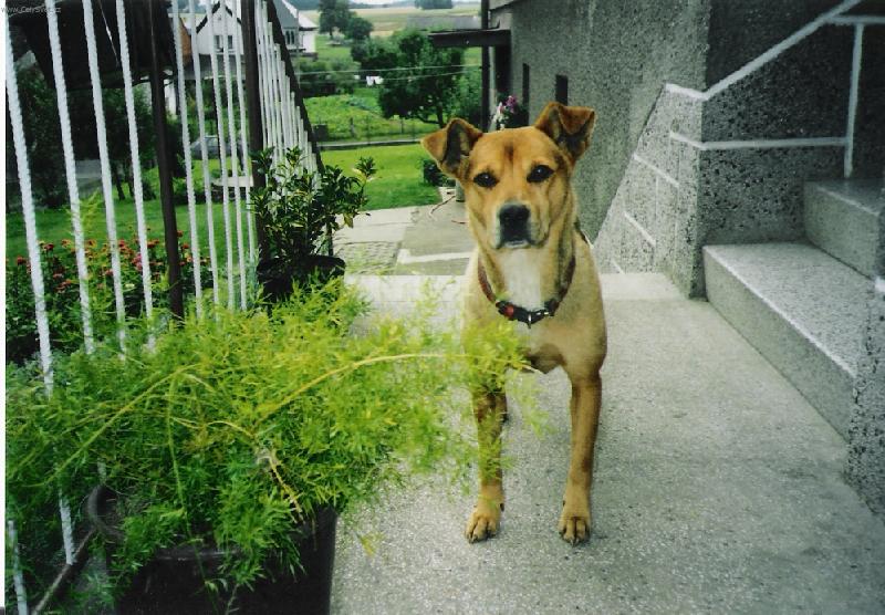 Foto: Kendy-Roztomily pejsek