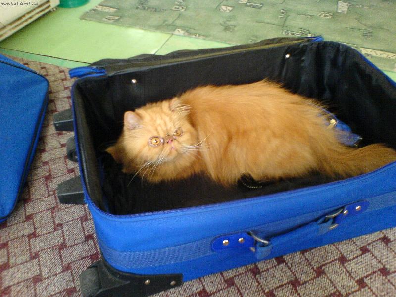 Foto: Vdy� jste ��kali, �e jedem........ nebo ne???-n� Sam�k....miluje jakoukoli ta�ku, kufr..  :o))